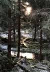Maisema metsästä